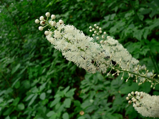 {Actaea racemosa}